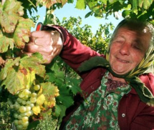 druivenplukken roemenie